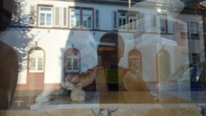 кот в витрине магазина